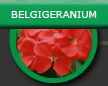 géraniums-fuchsias